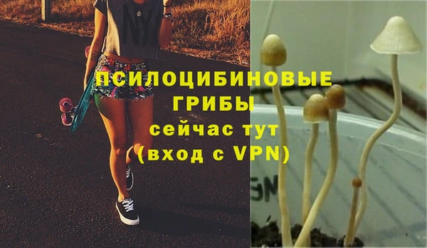 ПСИЛОЦИБИНОВЫЕ ГРИБЫ Вязники